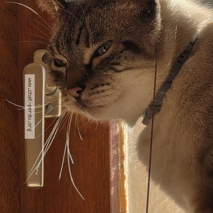 Foto 1/1 Mewtwo Chat perdido en Tournefeuille