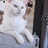 Foto del gato perdido en Lomont