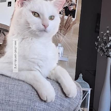 Foto 1/1 Mimi Chat perdido en Lomont