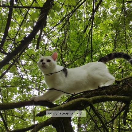 Foto 1/1 Lucifer Chat perdido en Luisant