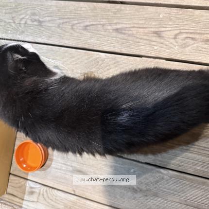 Foto 2/3 Gato encontrado Encontrado en Ingre