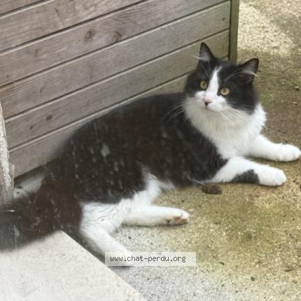 Foto 3/3 Gato encontrado Encontrado en Ingre