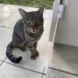 Foto de gato encontrado en Gradignan