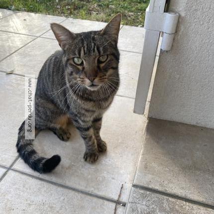 Foto 1/1 Gato encontrado Encontrado en Gradignan