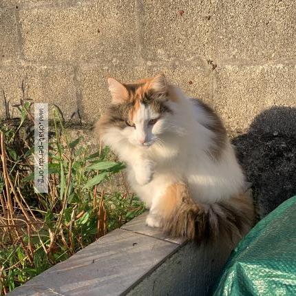 Foto 1/1 Jilia Chat perdido en Pons