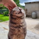 Foto del gato perdido en Mouthe