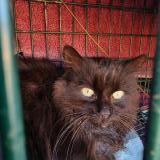 Foto de gato encontrado en Tressan