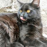 Foto de un gato reunido en Cdmx