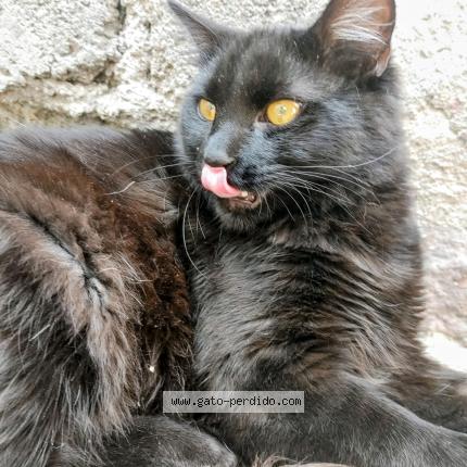 Foto 1/1 Gato encontrado Perdido en Cdmx