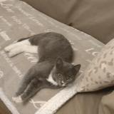 Foto de gato encontrado en Mantes La Jolie