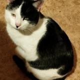 Foto del gato perdido en Vitry En Charollais