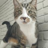 Foto del gato perdido en Abscon