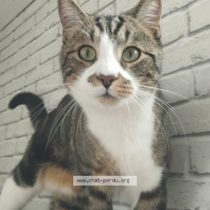 Foto 1/1 Peanuts Chat perdido en Abscon