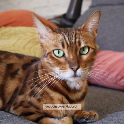 Foto 1/1 Kenya Chat perdido en Margencel