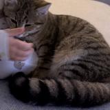 Foto del gato perdido en Brains