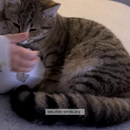 Foto 1/1 Nana Chat perdido en Brains