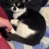 Foto del gato perdido en La Ferriere Aux Etangs