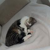 Foto del gato perdido en Meyrin