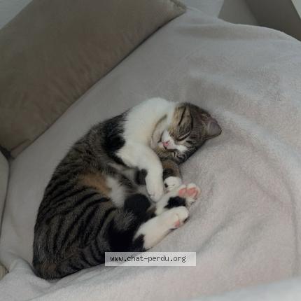 Foto 1/1 Ninoucha Chat perdido en Meyrin