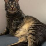 Foto del gato perdido en Mulhouse