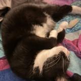 Foto del gato perdido en Jaxsonvill