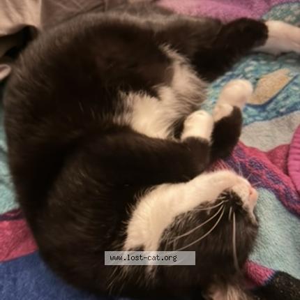 Foto 1/1 Blizzard Chat perdido en Jaxsonvill