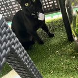 Foto del gato perdido en Limeil Brevannes