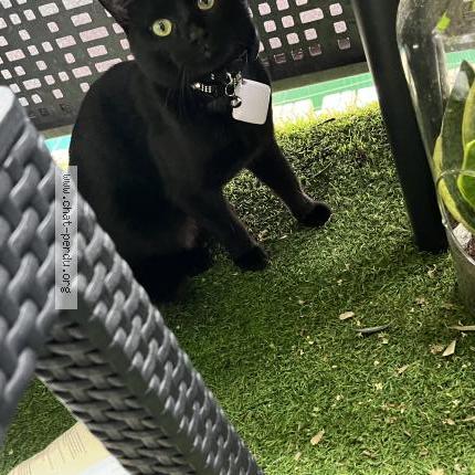 Foto 1/1 Venom Chat perdido en Limeil brevannes