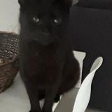 Foto del gato perdido en St Brice Sous Foret