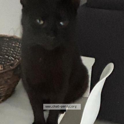 Foto 1/1 Kiko Chat perdido en St brice sous foret