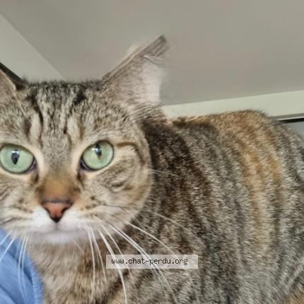 Foto 1/1 Minette Chat perdido en Conflans