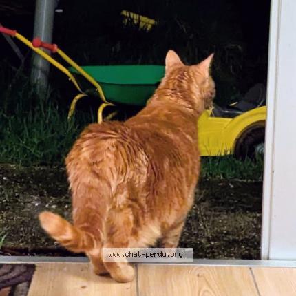 Foto 1/1 obama Chat perdido en Saint nazaire