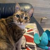 Foto del gato perdido en Virsac