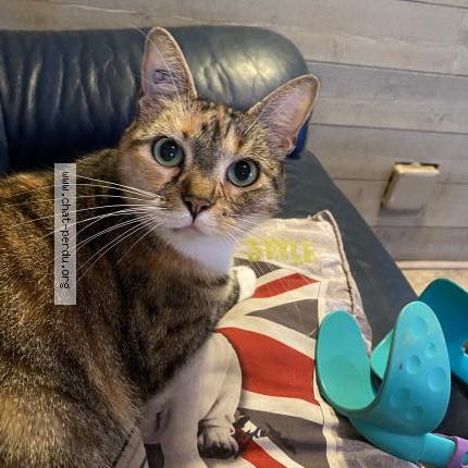 Foto 1/1 Chipie Chat perdido en Virsac