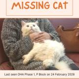 Foto del gato perdido en Lahore