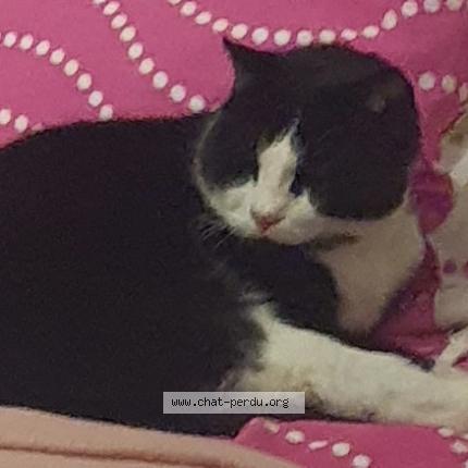 Foto 1/1 Gato encontrado Perdido en Auzeville tolosane