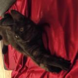 Foto del gato perdido en Nantes