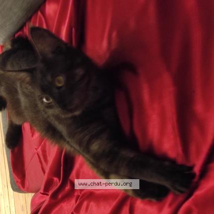 Foto 1/1 Léa van dyck Chat perdido en Nantes