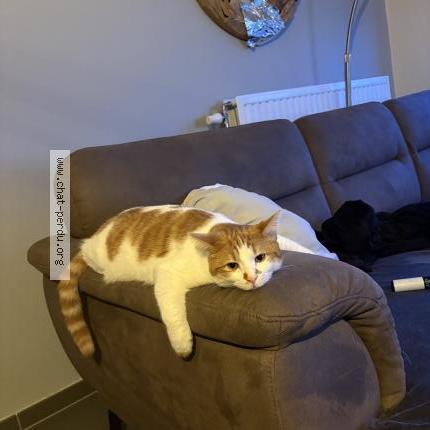 Foto 1/1 Jack Chat perdido en Limont