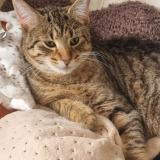 Foto del gato perdido en Chatillon Saint Jean