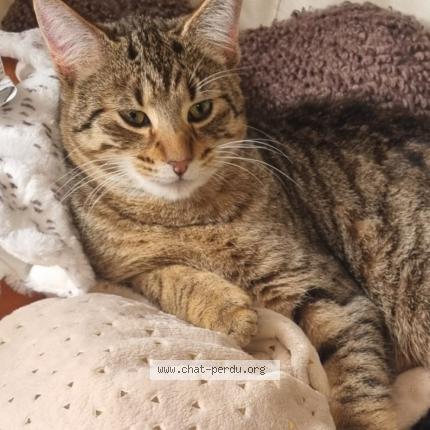 Foto 1/1 API Chat perdido en Chatillon saint jean