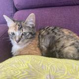 Foto de gato encontrado en Bouloc