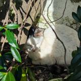 Foto de gato encontrado en 37000 Tours