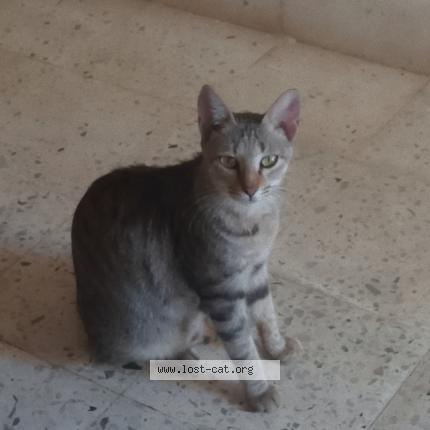 Foto 1/1 Chinu Chat perdido en Virar