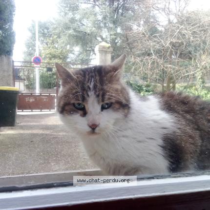 Foto 1/1 Gato encontrado Encontrado en Lyon