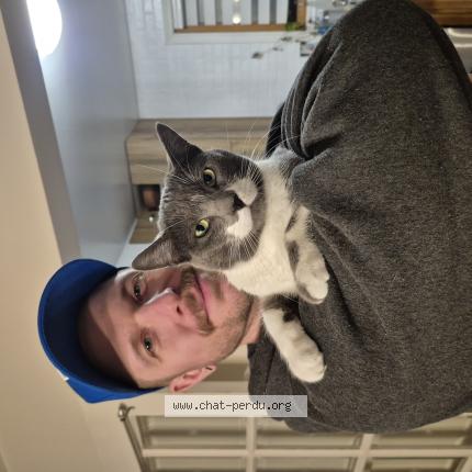 Foto 1/1 SKY Chat perdido en Terrebonne