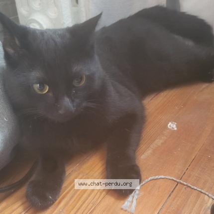 Foto 1/1 Gato encontrado Encontrado en Chantilly