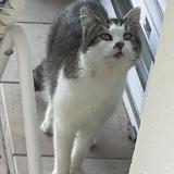 Foto de gato encontrado en Meursac