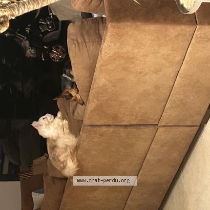 Foto 1/1 Gaby Chat perdido en Bedaride