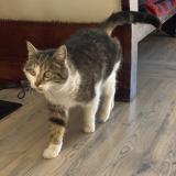 Foto de gato encontrado en Le Monetier Les Bains